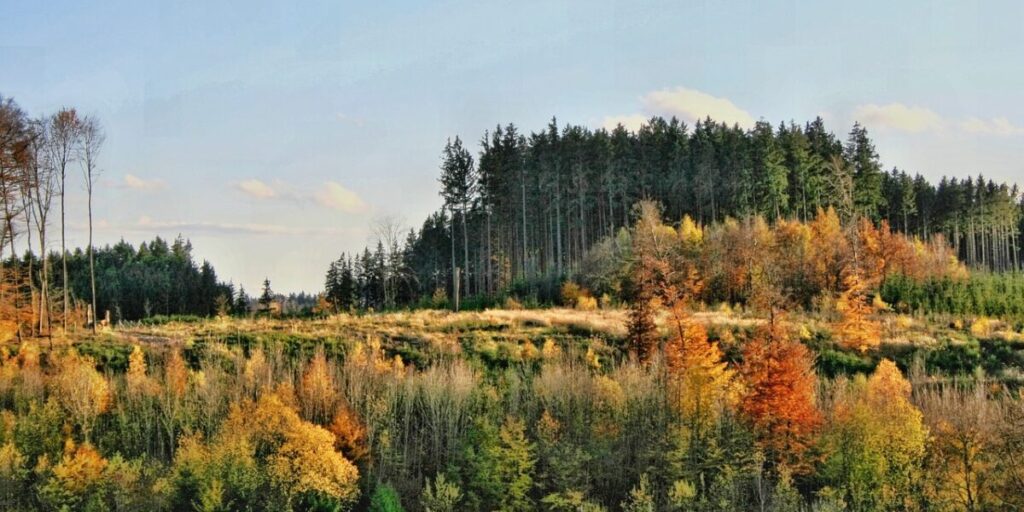 Mischwald, Pixabay